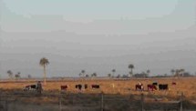 Estimativa de emissão de metano por ruminantes em ambientes pastoris