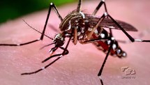 Ações contra o mosquito Aedes aegypti