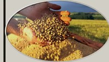 Desenvolvimento de métodos para quantificação de substâncias húmicas em fertilizantes orgânicos: aplicação em composto de dejetos suínos