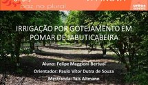 Irrigação por gotejamento em pomar de jabuticabeira