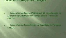 Formulação e avaliação in vitro de nanoemulsão de anfotericina B em Aspergillus niger