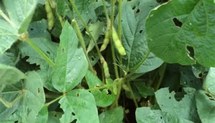 Obtenção de plantas de soja geneticamente modificadas com potencial para conferir resistência a insetos fitófagos